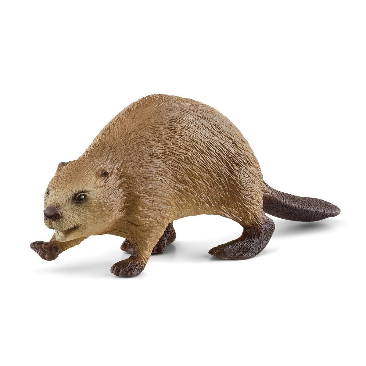 Beaver 14855