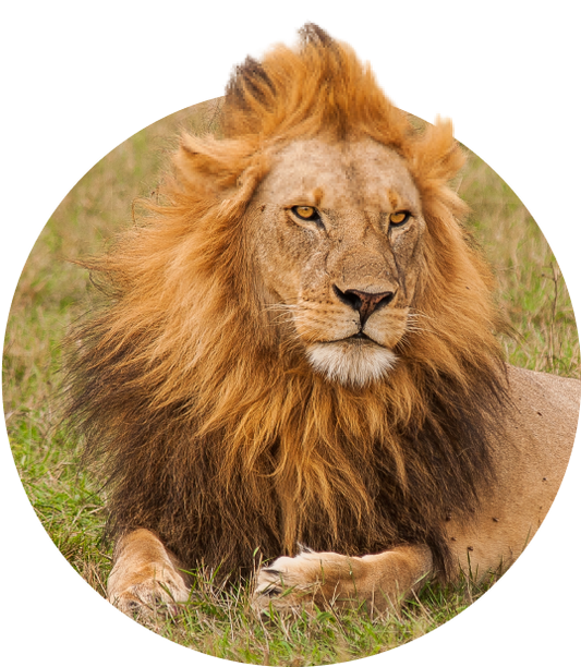 The Excursion Bracelet Lion - Sky Stone