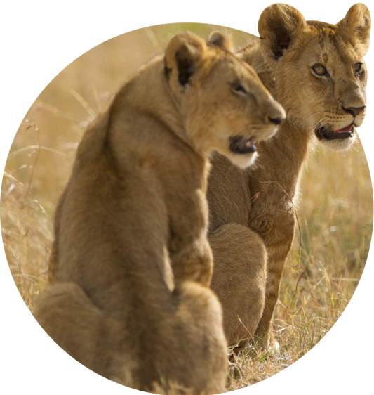 The Excursion Bracelet Lion - Sahara Stone