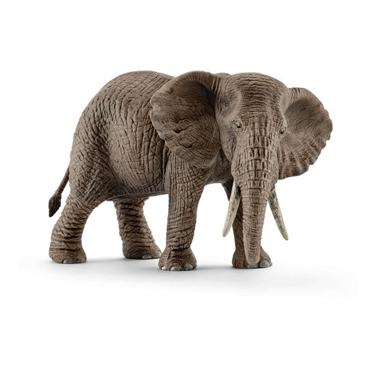 African elephant, female 14761
