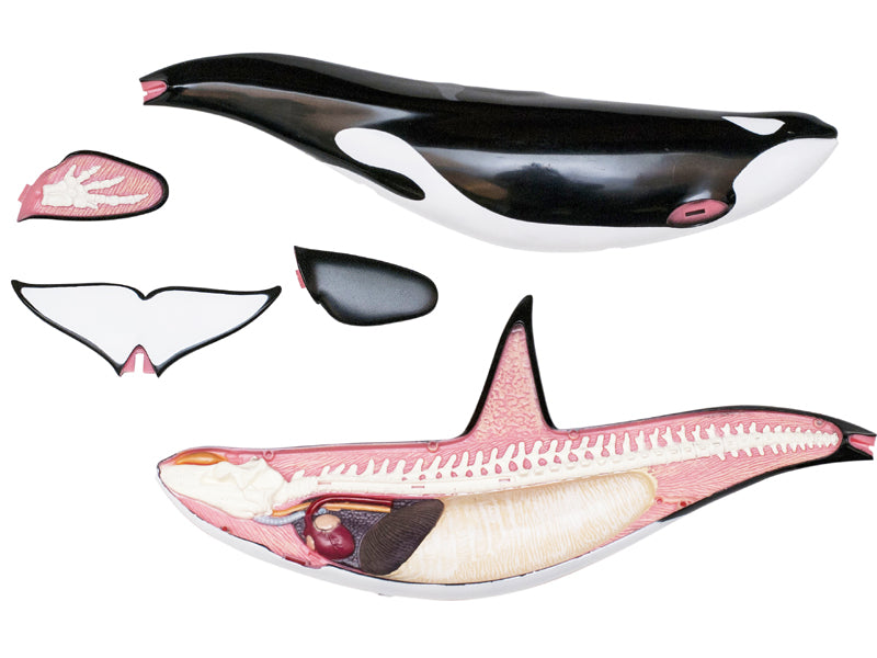 4D Vision Animal Orca