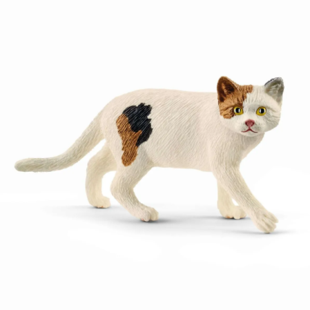 American Shorthair Cat