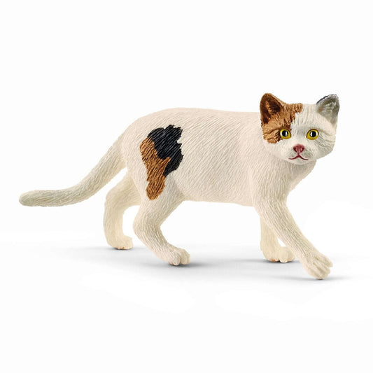13894 American Shorthair Cat