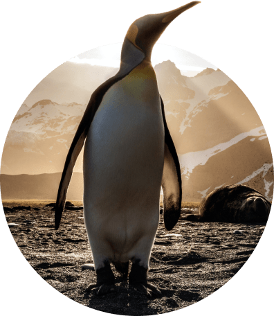 The Passage Bracelet Penguin - Igloo Blue