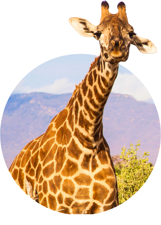 The Trek Bracelet Giraffe - Sky Stone