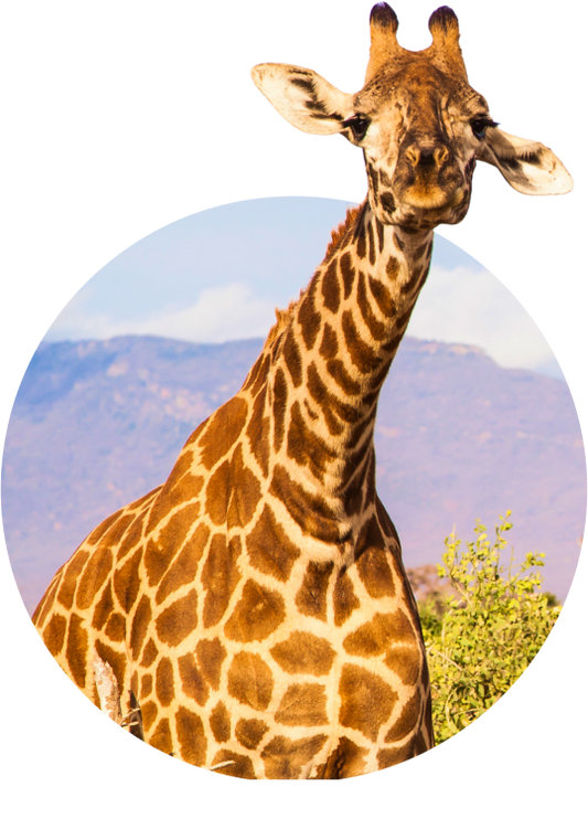 The Trek Bracelet Giraffe - Sky Stone