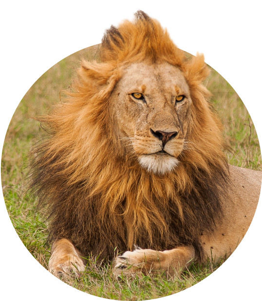The Excursion Bracelet  Lion - River Blue