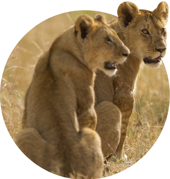The Excursion Bracelet  Lion - Sky Stone