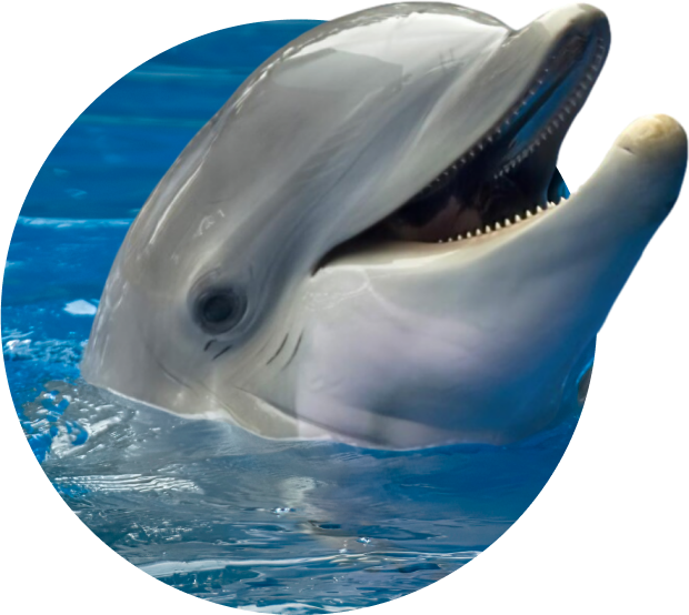 The Odyssey Bracelet Dolphin - Sky Stone