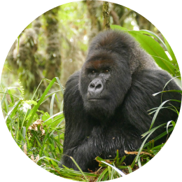 The Traverse Bracelet Gorilla - Mountain Stone