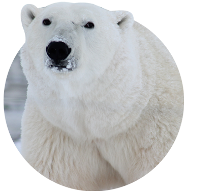 The Venture Bracelet Polar Bear - Lava Stone
