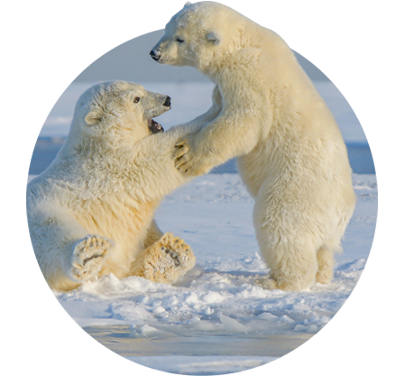 The Venture Bracelet Polar Bear - Limited Edition Northern Light Pink