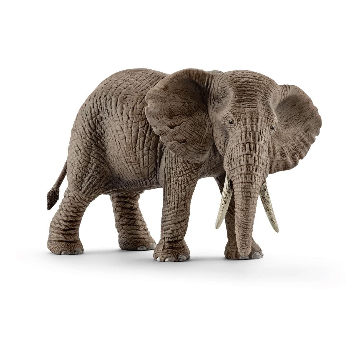 African elephant, female 14761