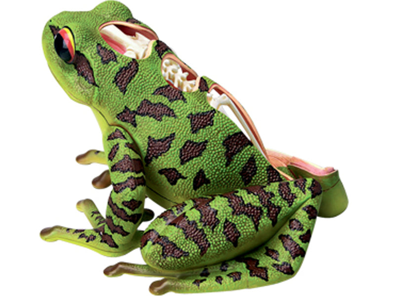 4D Vision Animal Frog