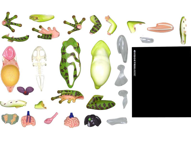 4D Vision Animal Frog