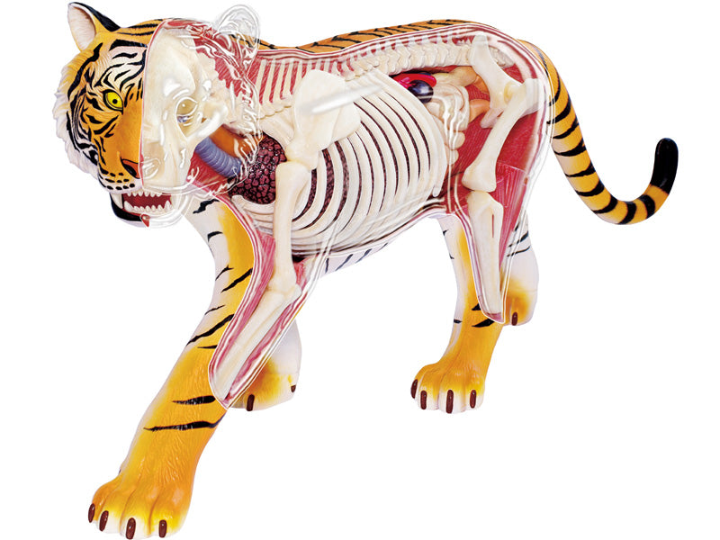 4D Vision Animal Tiger