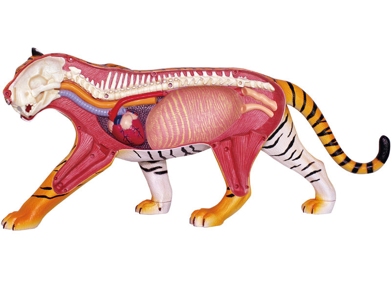 4D Vision Animal Tiger
