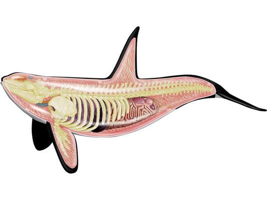 4D Vision Animal Orca