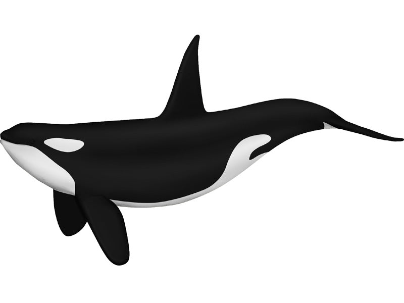 4D Vision Animal Orca