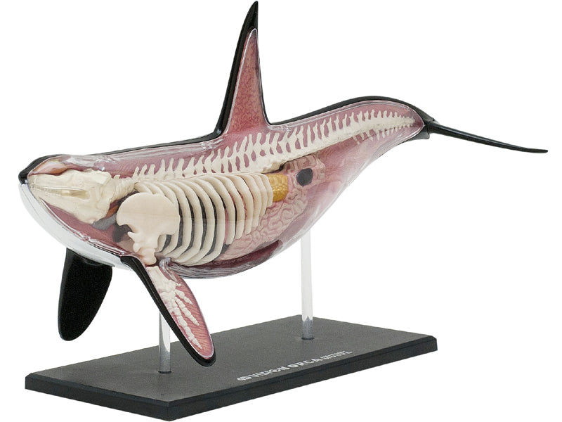 4D Vision Animal Orca