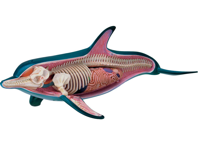 4D Vision Animal Dolphin