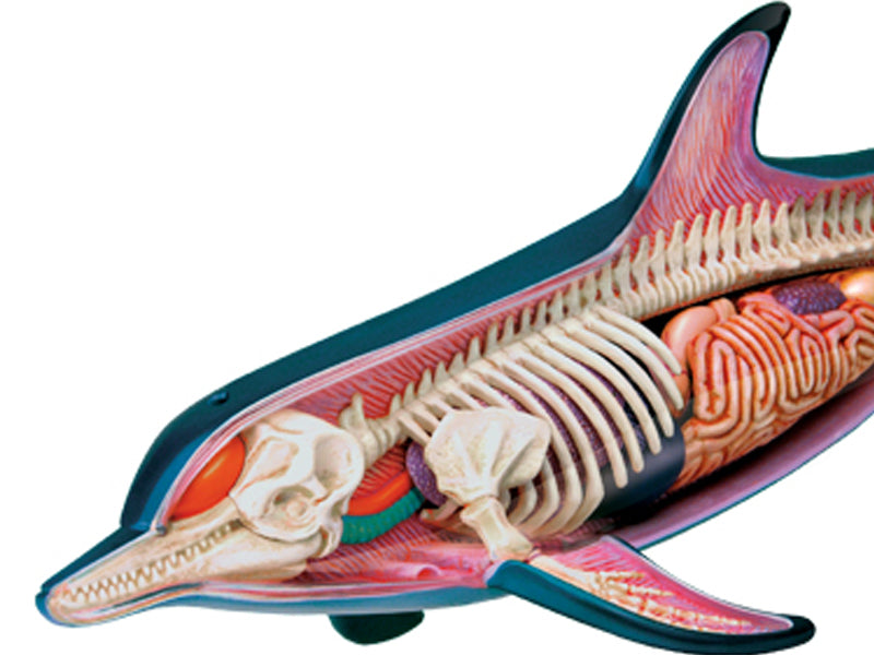 4D Vision Animal Dolphin
