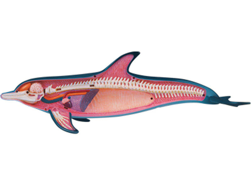 4D Vision Animal Dolphin