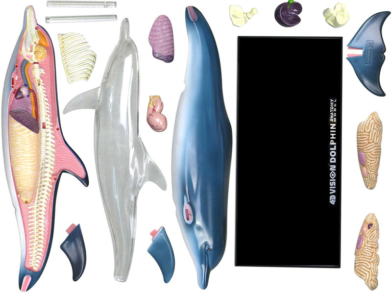 4D Vision Animal Dolphin