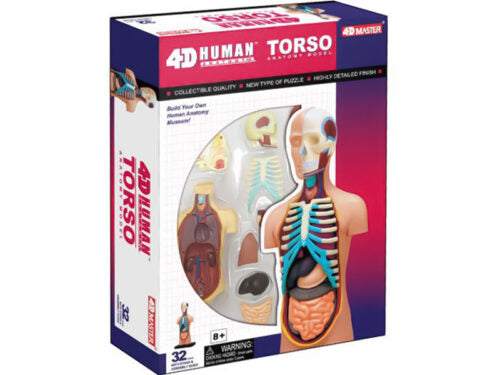 4D Human Anatomy Standard Small Torso