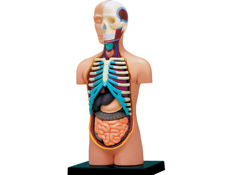 4D Human Anatomy Standard Small Torso