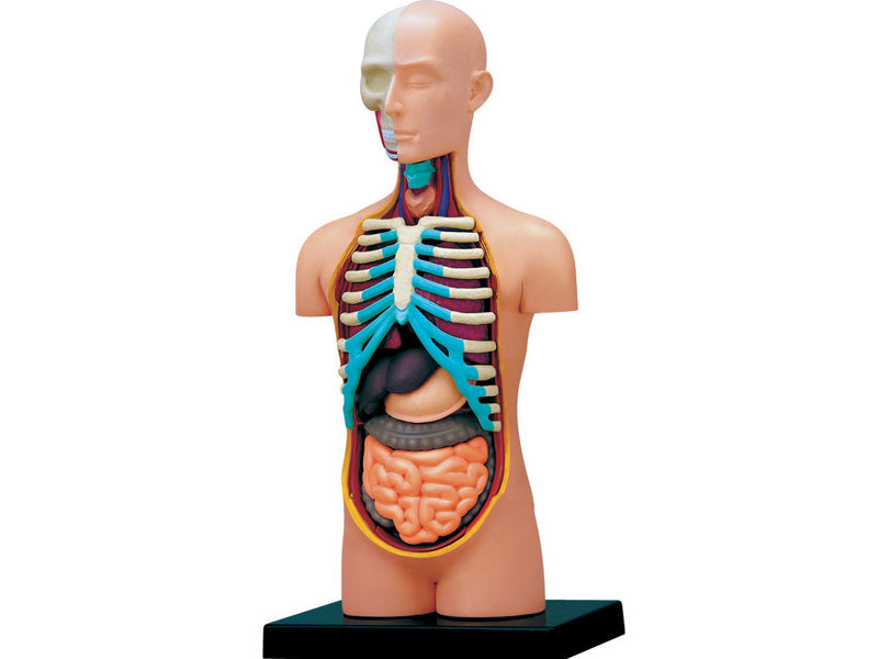 4D Human Anatomy Standard Small Torso