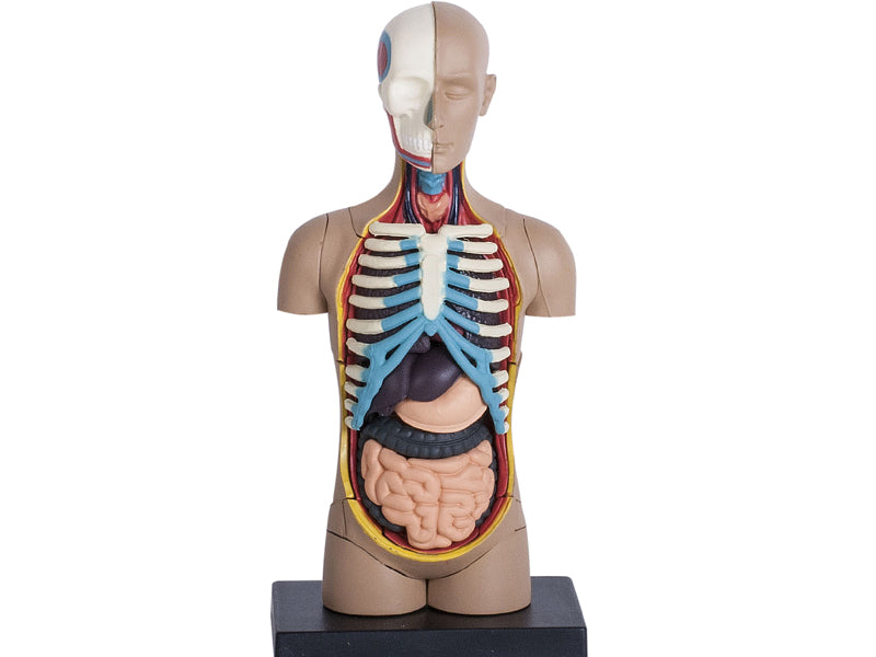 4D Human Anatomy Standard Small Torso