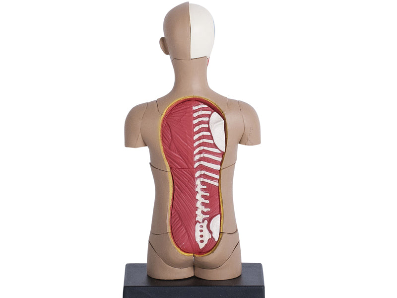 4D Human Anatomy Standard Small Torso
