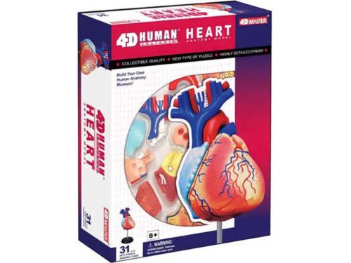 4D Human Anatomy Standard Heart