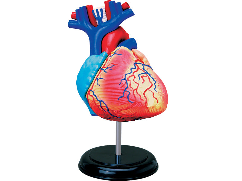 4D Human Anatomy Standard Heart