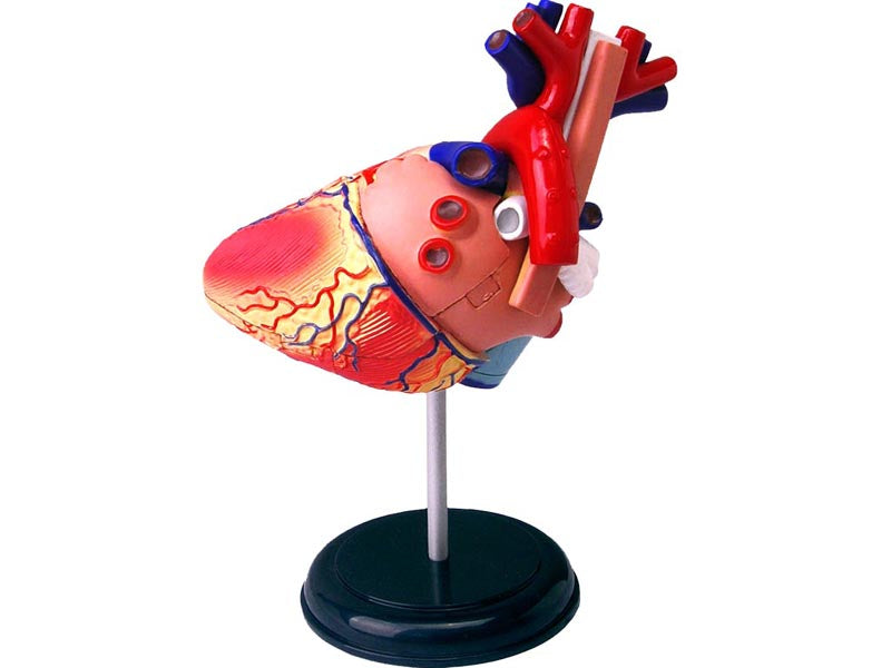 4D Human Anatomy Standard Heart
