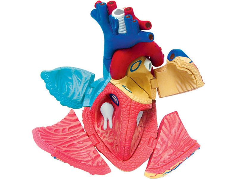4D Human Anatomy Standard Heart