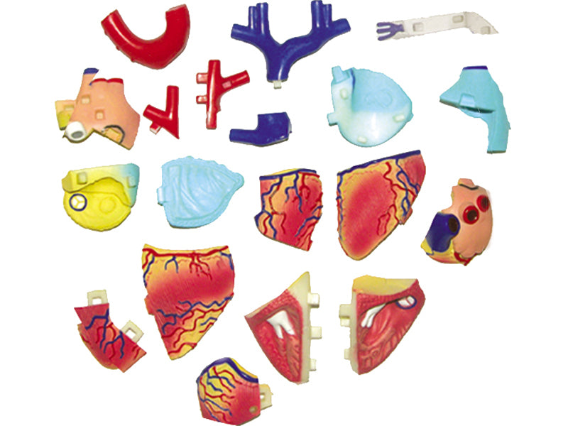 4D Human Anatomy Standard Heart