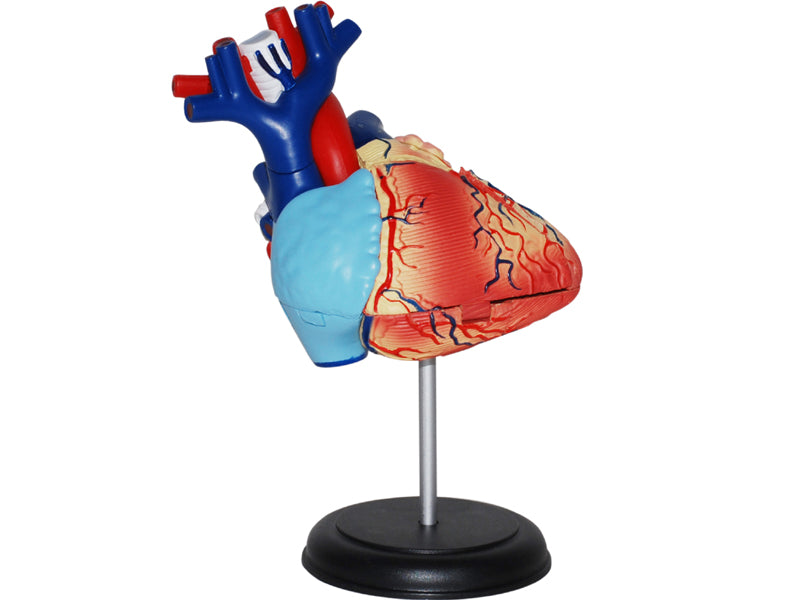 4D Human Anatomy Standard Heart