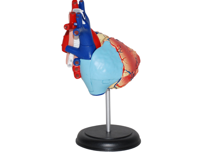 4D Human Anatomy Standard Heart