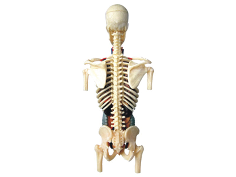 4D Human Anatomy Deluxe 8 inch Half Cleared Pregnancy Torso