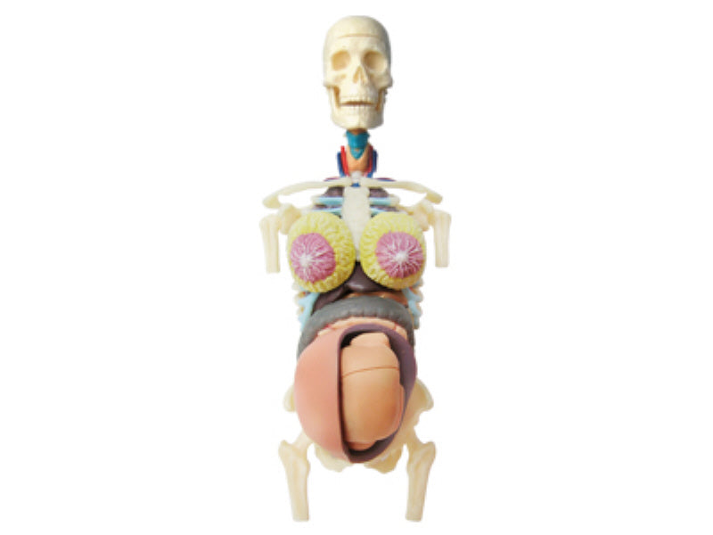 4D Human Anatomy Deluxe 8 inch Half Cleared Pregnancy Torso