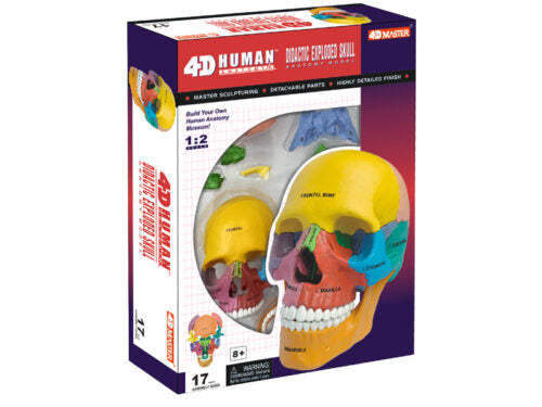 4D Human Anatomy Deluxe Didactic Exploded Skull Model
