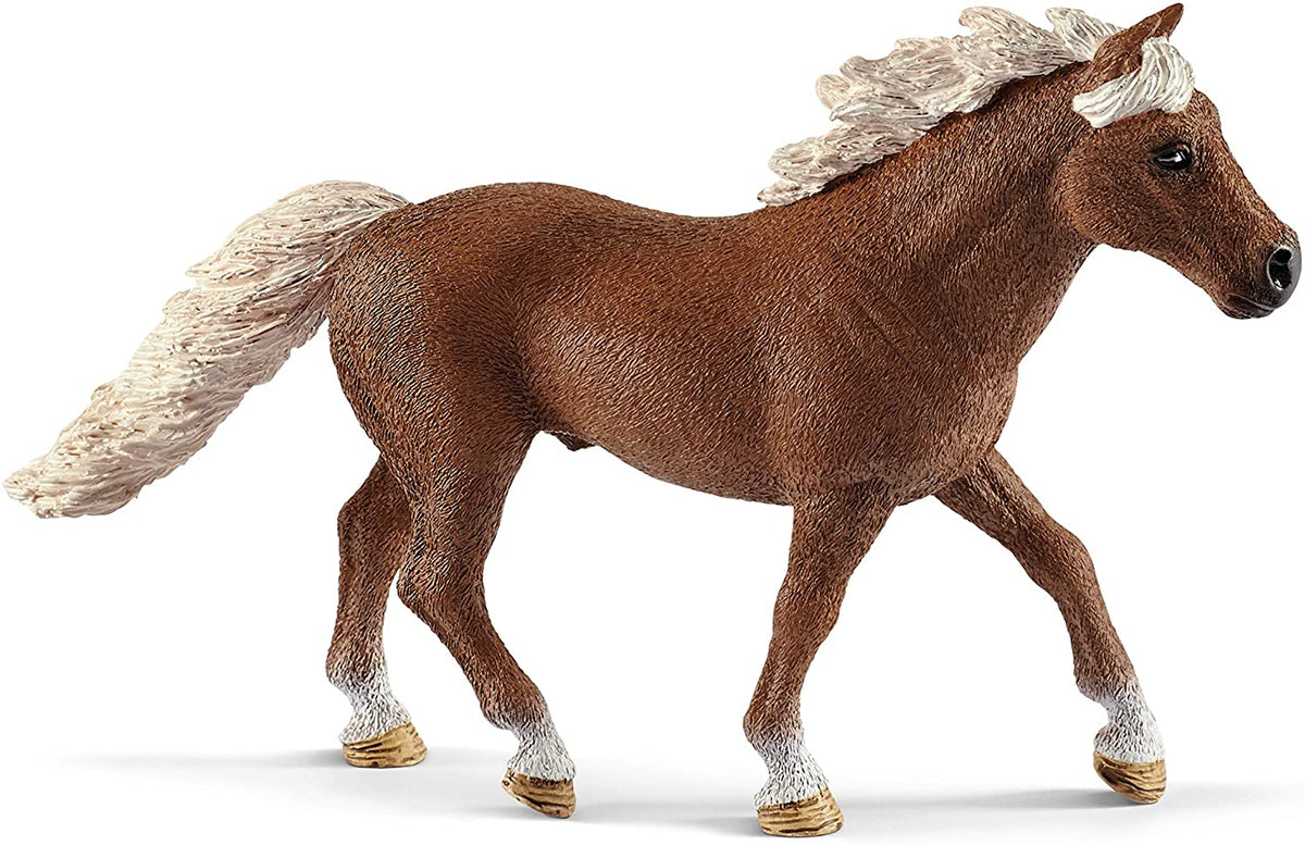 Pony agility training 42481