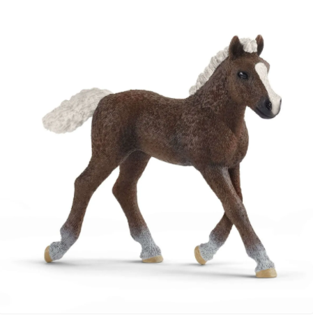 Black Forest Foal 13899
