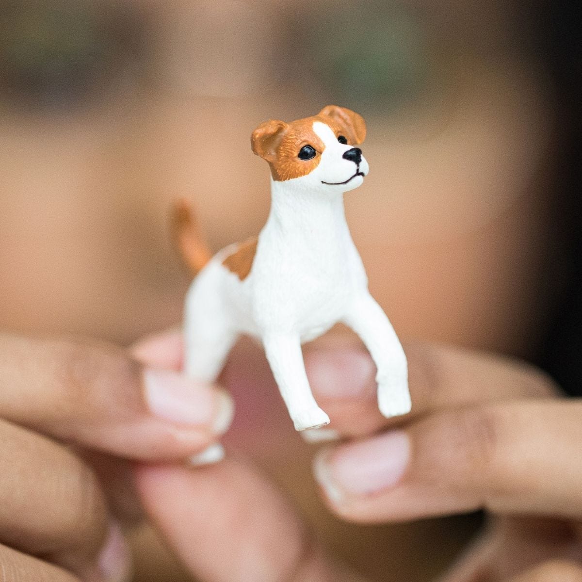 13916 Jack Russell Terrier