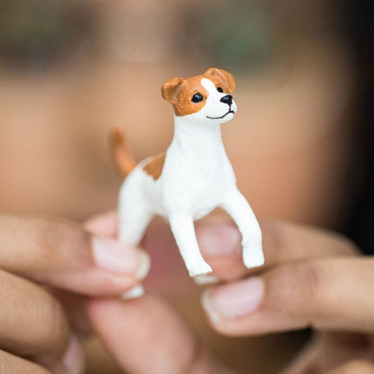 13916 Jack Russell Terrier
